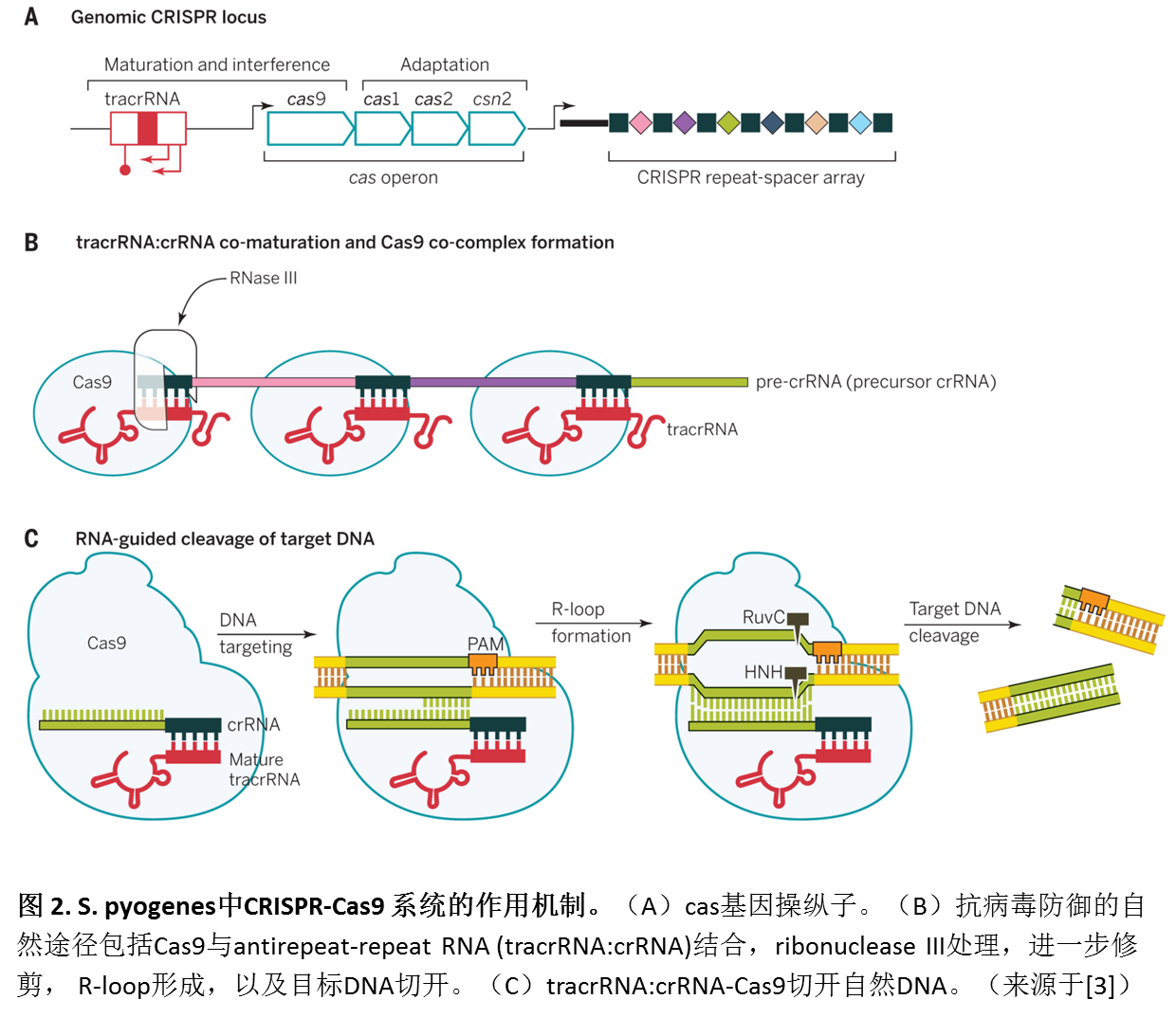 crispr/cas9基因编辑技术